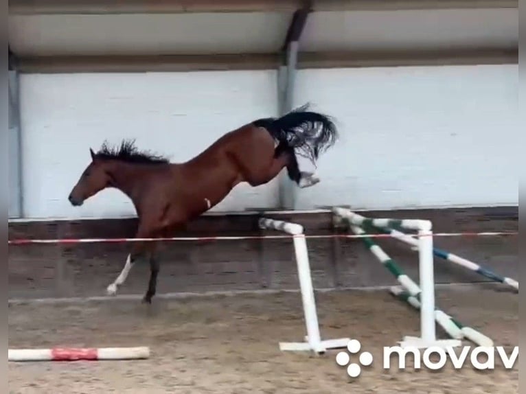 KWPN Merrie 3 Jaar 167 cm Bruin in Asten