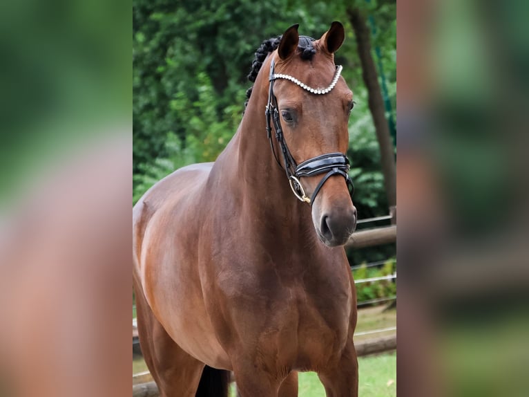 KWPN Merrie 3 Jaar 167 cm Donkerbruin in Loon op Zand