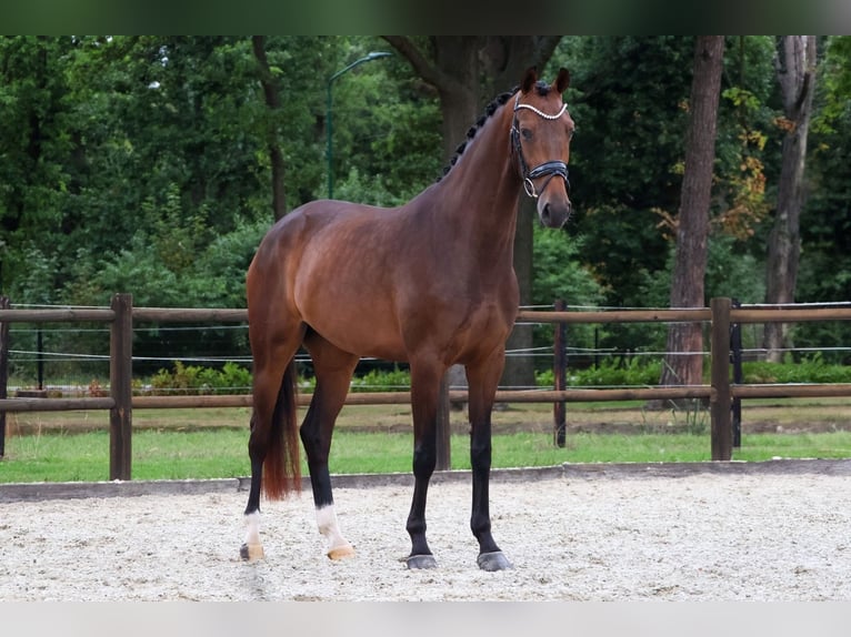 KWPN Merrie 3 Jaar 167 cm Donkerbruin in Loon op Zand