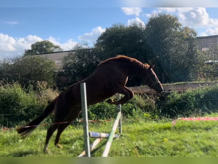 KWPN Merrie 3 Jaar 167 cm Donkere-vos in Almelo