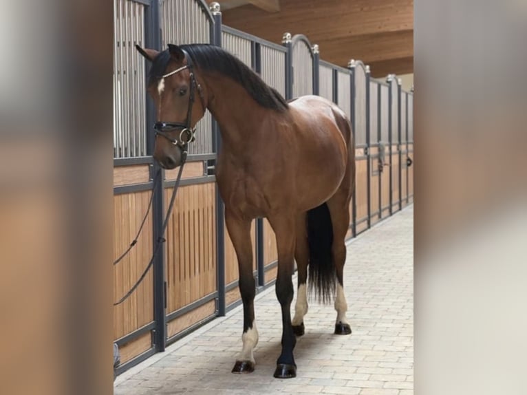 KWPN Merrie 3 Jaar 167 cm  in Westerheim
