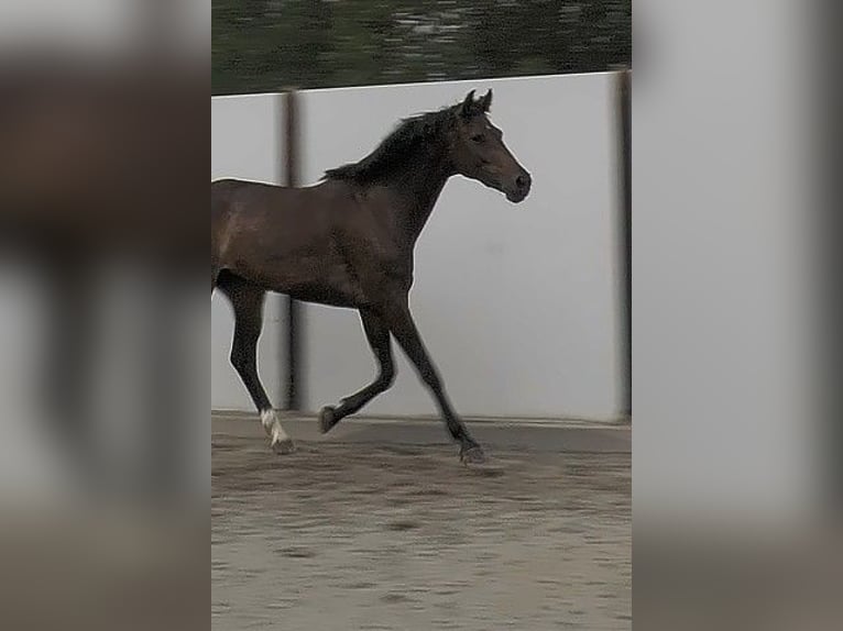 KWPN Merrie 3 Jaar 167 cm Roodbruin in Waddinxveen