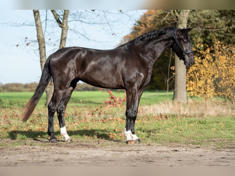 KWPN Merrie 3 Jaar 167 cm Zwart in Peer