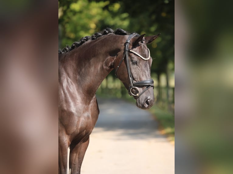 KWPN Merrie 3 Jaar 167 cm Zwart in Xanten