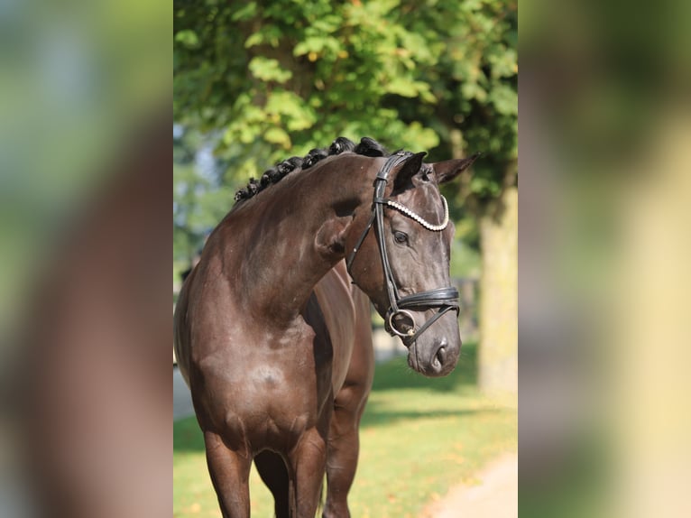 KWPN Merrie 3 Jaar 167 cm Zwart in Xanten