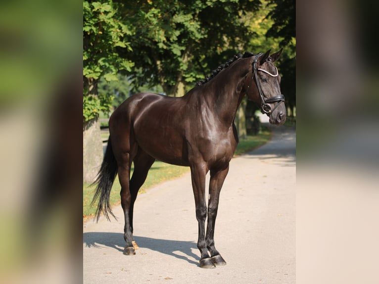 KWPN Merrie 3 Jaar 167 cm Zwart in Xanten