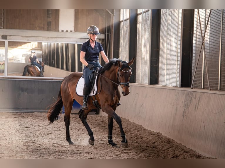 KWPN Merrie 3 Jaar 168 cm Bruin in Banholt