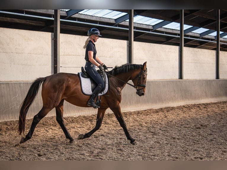 KWPN Merrie 3 Jaar 168 cm Bruin in Banholt