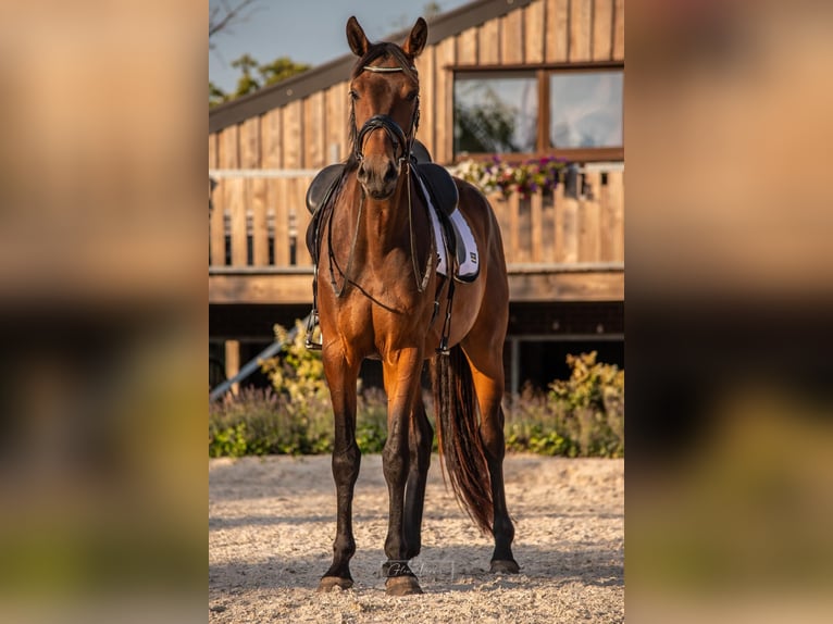 KWPN Merrie 3 Jaar 168 cm Bruin in Banholt
