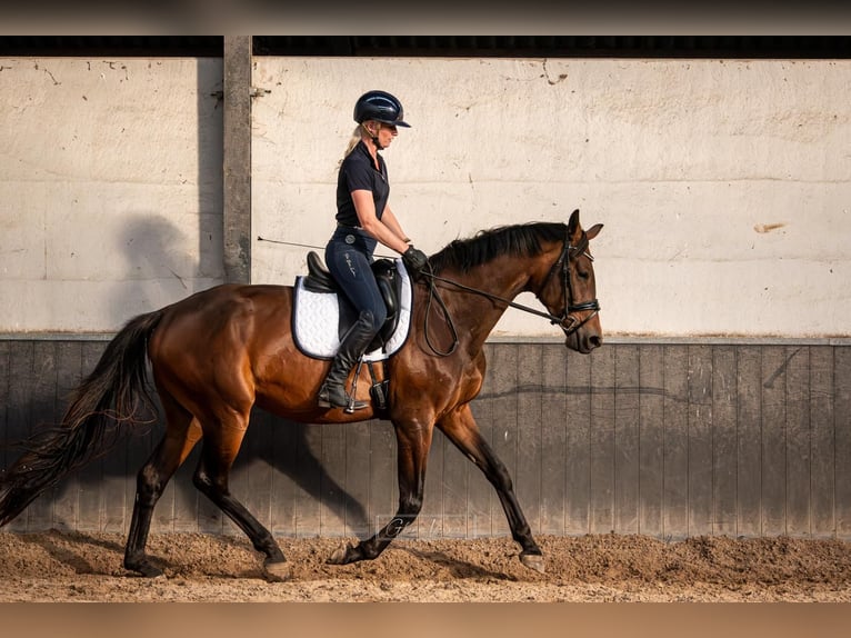 KWPN Merrie 3 Jaar 168 cm Bruin in Banholt