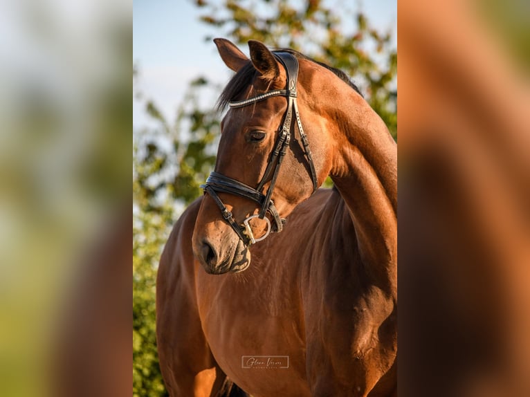 KWPN Merrie 3 Jaar 168 cm Bruin in Banholt
