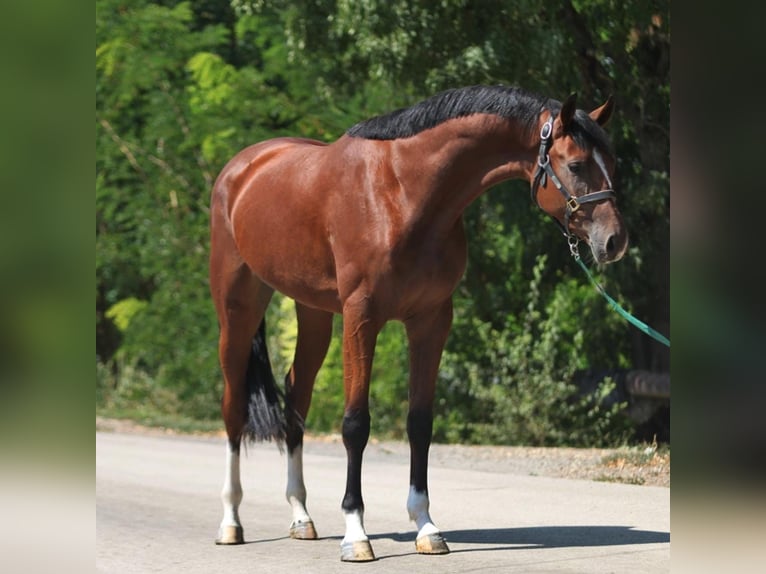 KWPN Merrie 3 Jaar 168 cm Bruin in Schmilau