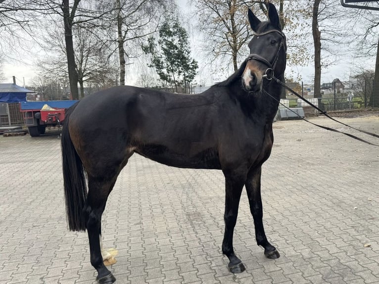 KWPN Merrie 3 Jaar 168 cm Donkerbruin in Stadtlohn