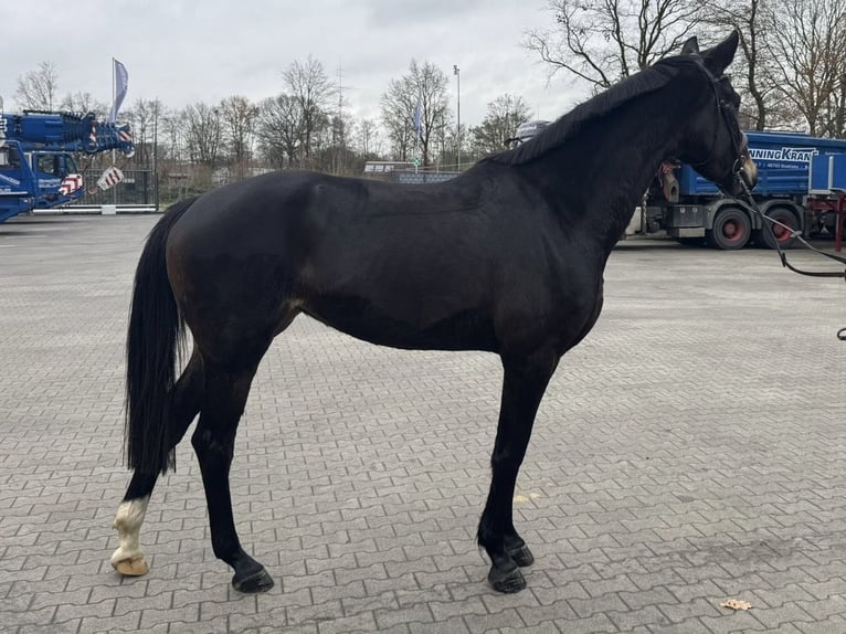 KWPN Merrie 3 Jaar 168 cm Donkerbruin in Stadtlohn