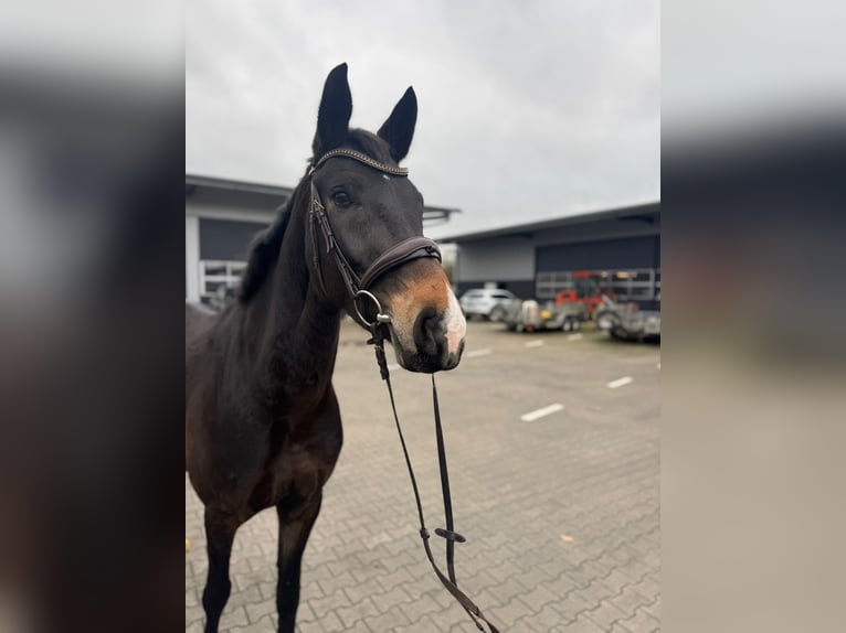 KWPN Merrie 3 Jaar 168 cm Donkerbruin in Stadtlohn