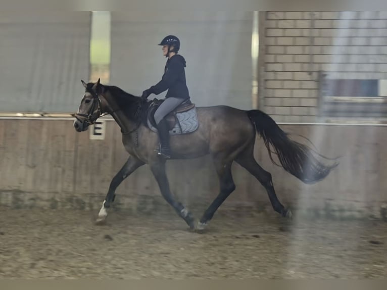 KWPN Merrie 3 Jaar 168 cm Rood schimmel in Königsbach-Stein