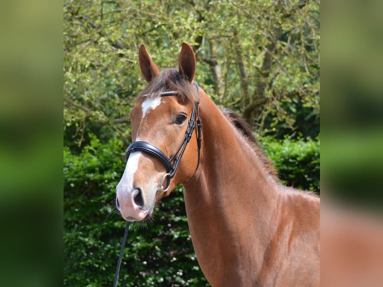 KWPN Merrie 3 Jaar 168 cm Vos in Diever