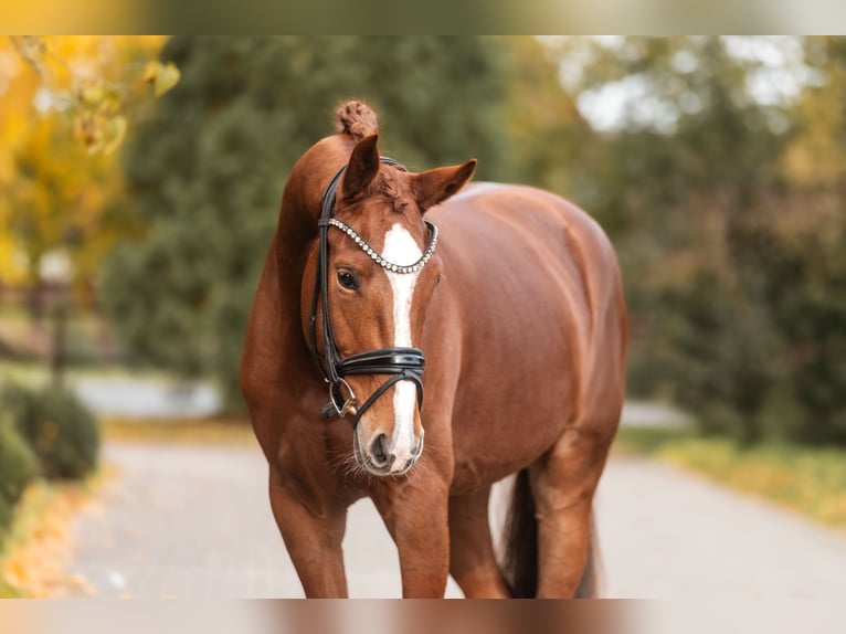 KWPN Merrie 3 Jaar 168 cm Vos in Lippetal