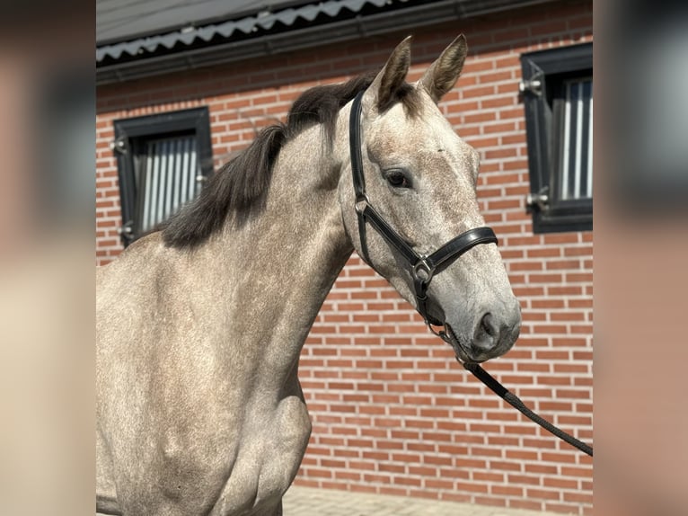 KWPN Merrie 3 Jaar 168 cm Wit in Zieuwent