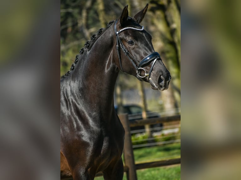 KWPN Merrie 3 Jaar 168 cm Zwart in Loon op Zand