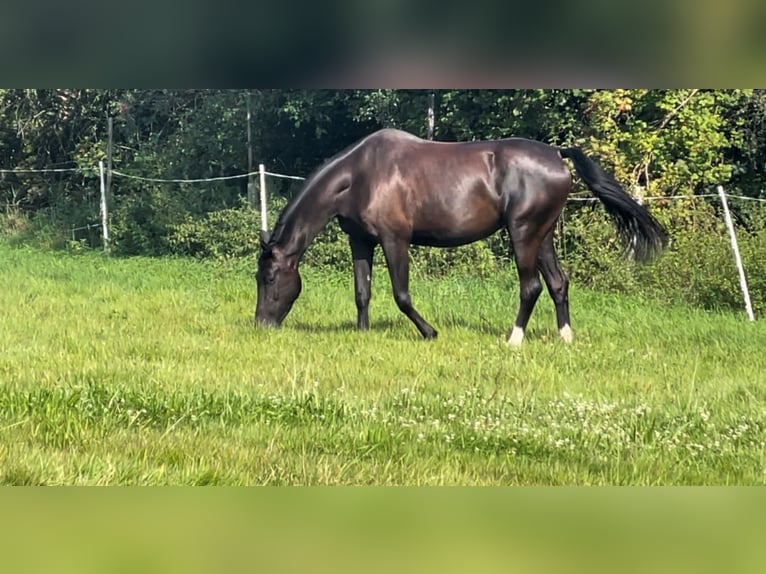 KWPN Merrie 3 Jaar 168 cm Zwart in Lippelo