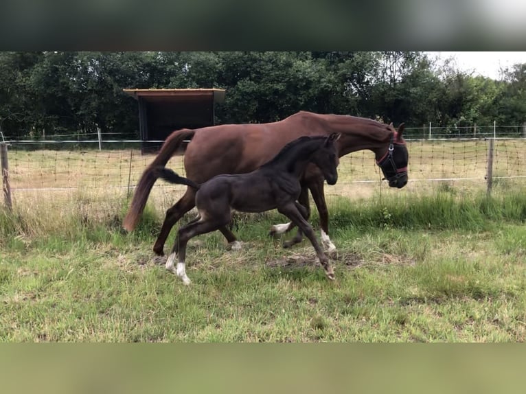 KWPN Merrie 3 Jaar 168 cm Zwart in Puurs