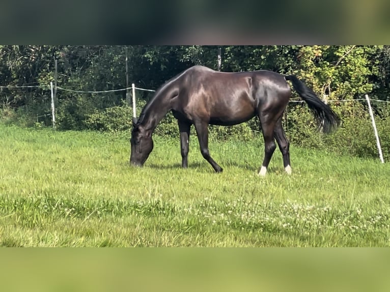 KWPN Merrie 3 Jaar 168 cm Zwart in Puurs