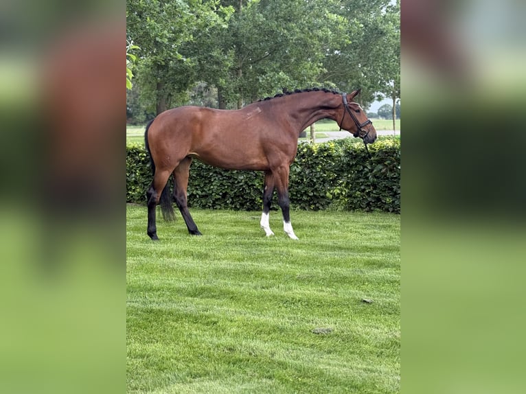 KWPN Merrie 3 Jaar 169 cm Bruin in Emlichheim