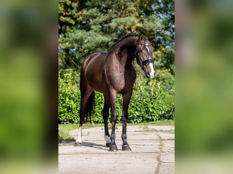 KWPN Merrie 3 Jaar 169 cm Bruin in RG