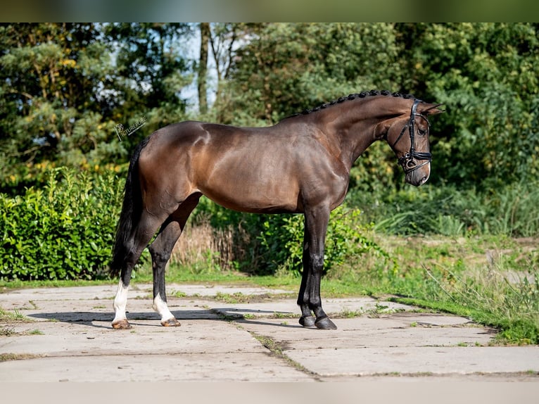 KWPN Merrie 3 Jaar 169 cm Bruin in RG