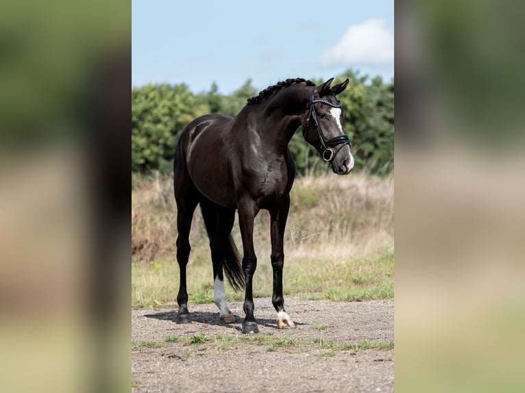 KWPN Merrie 3 Jaar 169 cm Donkerbruin in Belgie