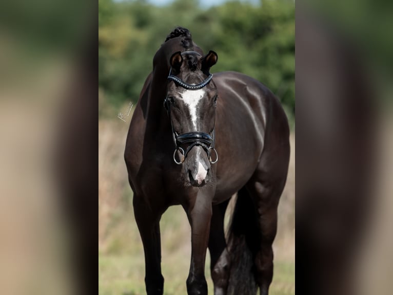 KWPN Merrie 3 Jaar 169 cm Donkerbruin in Belgie