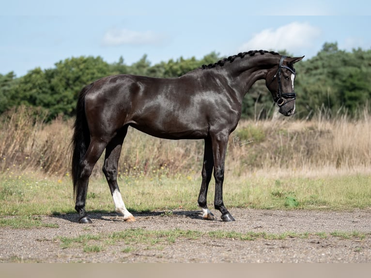 KWPN Merrie 3 Jaar 169 cm Donkerbruin in Belgie
