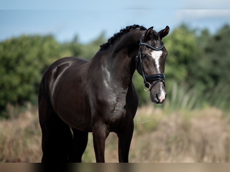 KWPN Merrie 3 Jaar 169 cm Donkerbruin in Belgie