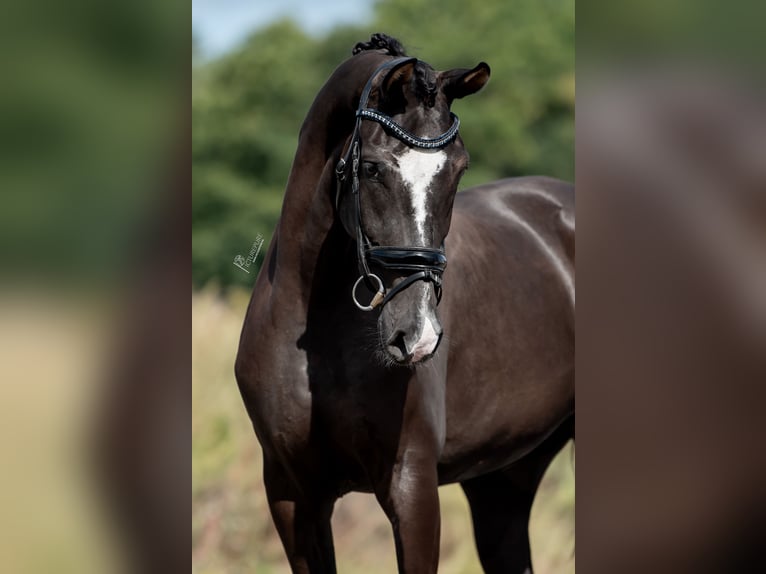 KWPN Merrie 3 Jaar 169 cm Donkerbruin in Belgie