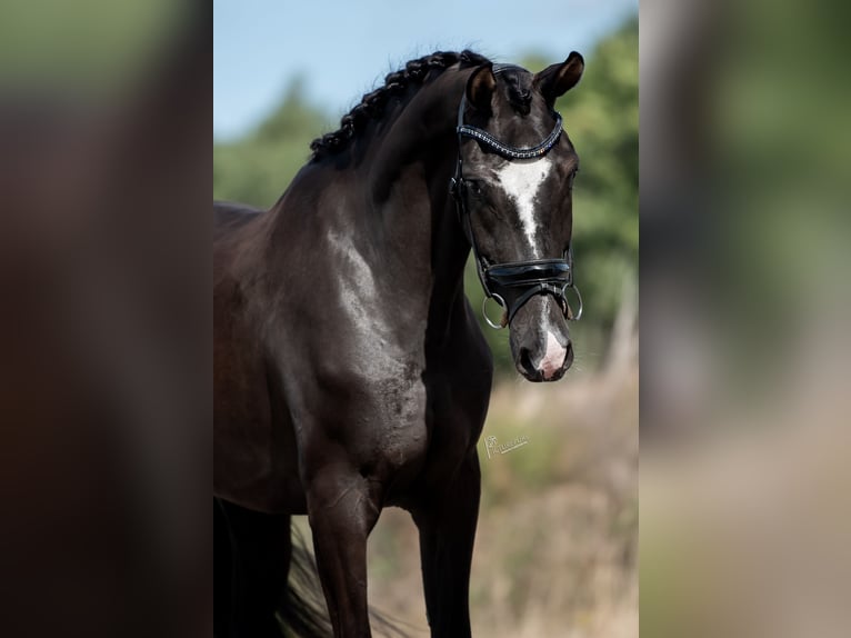 KWPN Merrie 3 Jaar 169 cm Donkerbruin in Belgie