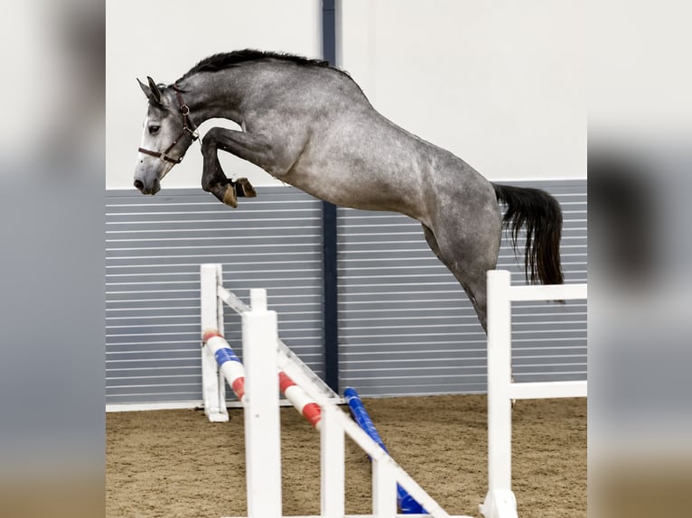 KWPN Merrie 3 Jaar 169 cm Schimmel in Königsbach-Stein
