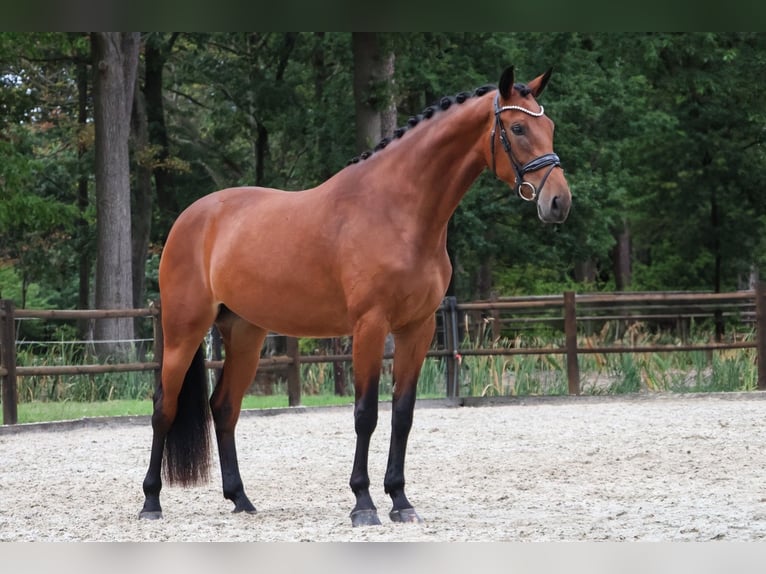 KWPN Merrie 3 Jaar 170 cm Bruin in Loon op Zand