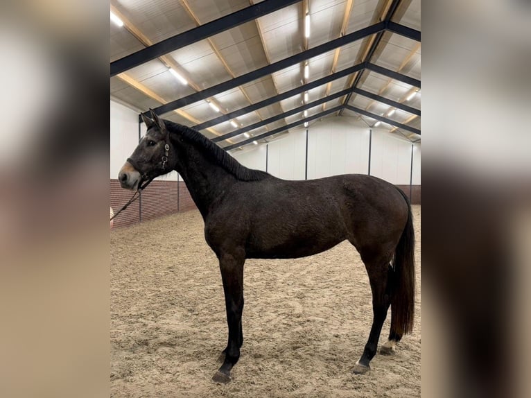 KWPN Merrie 3 Jaar 170 cm Schimmel in Murska Sobota - dostava