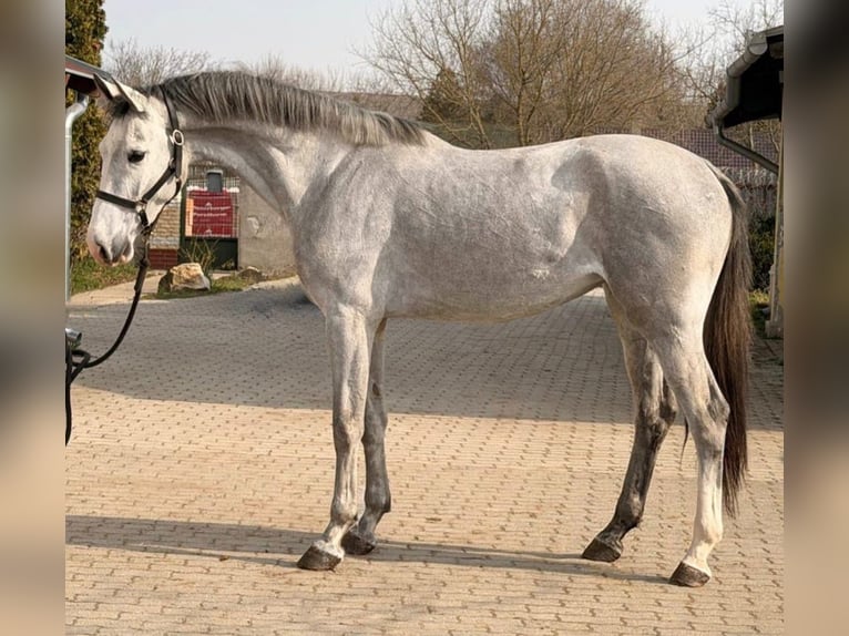 KWPN Merrie 3 Jaar 170 cm Schimmel in Murska Soboda