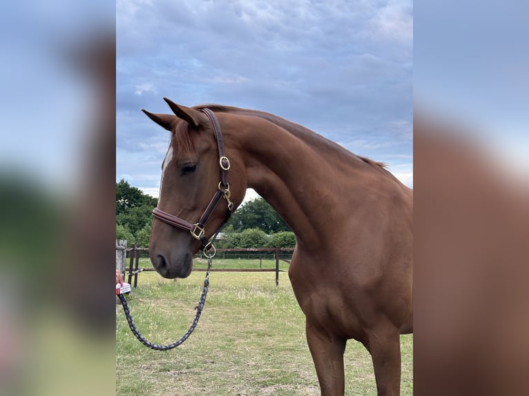 KWPN Merrie 3 Jaar 170 cm Vos in Oirschot