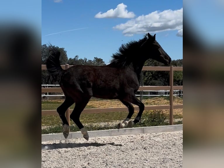 KWPN Merrie 3 Jaar 170 cm Zwart in colmenar viejo