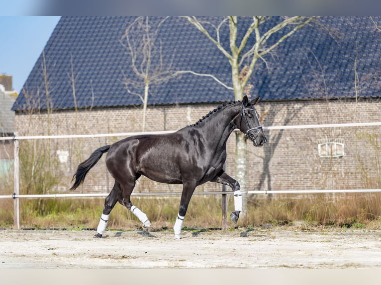 KWPN Merrie 3 Jaar 170 cm Zwart in Biest-Houtakker