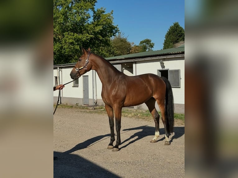 KWPN Merrie 3 Jaar 172 cm Bruin in Susteren