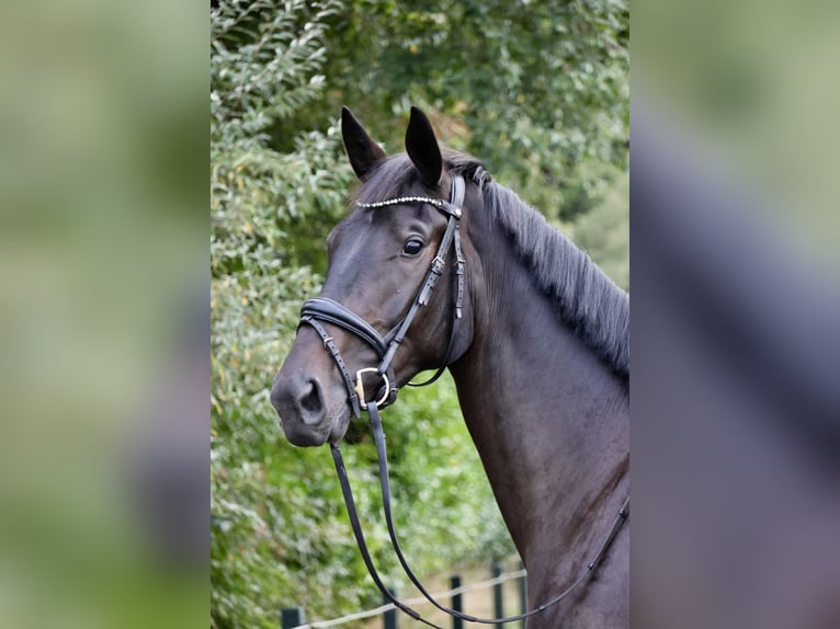 KWPN Merrie 3 Jaar 172 cm Donkerbruin in de Wijk