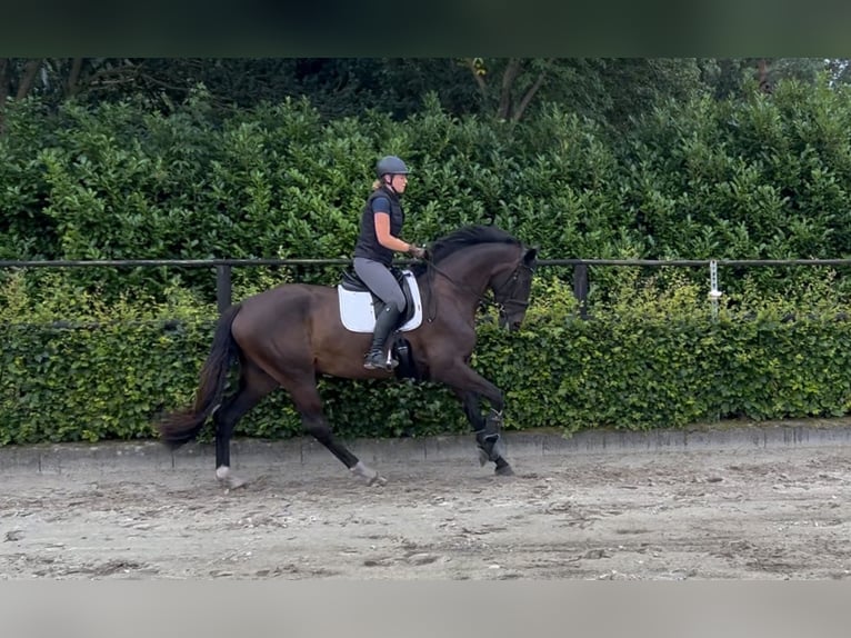 KWPN Merrie 3 Jaar 172 cm Donkerbruin in de Wijk