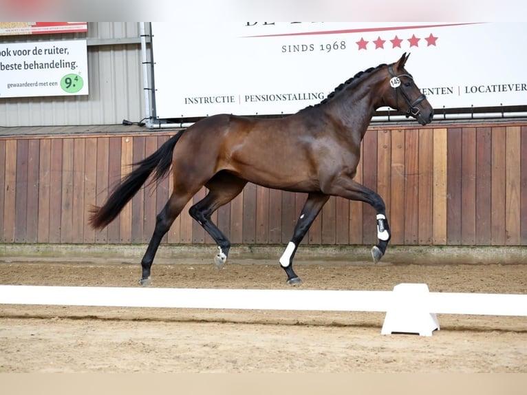 KWPN Merrie 3 Jaar 172 cm Donkerbruin in Rijnsburg
