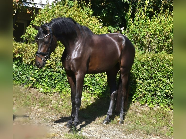 KWPN Merrie 3 Jaar 172 cm Donkerbruin in Neuss