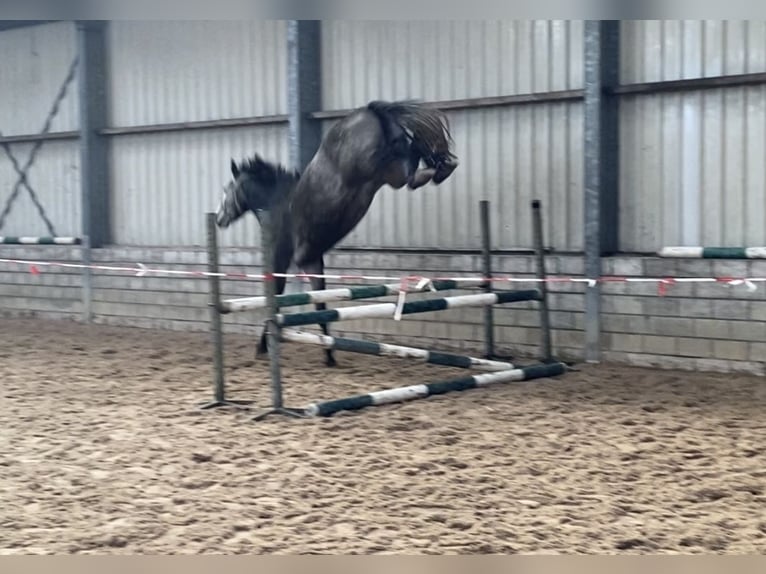KWPN Merrie 3 Jaar 172 cm Schimmel in Schijndel