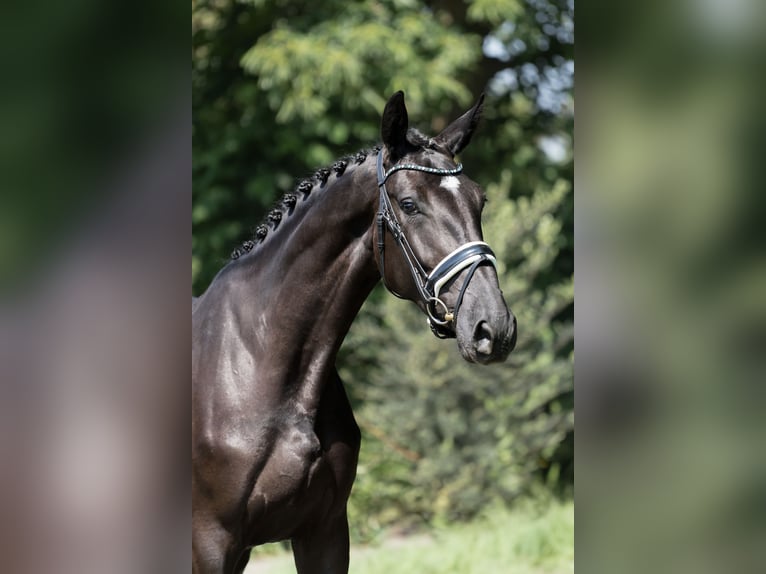 KWPN Merrie 3 Jaar 172 cm Zwart in Oosterhout